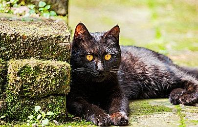 美国水牛城枪击案凶手用Twitch全程直播行凶过程